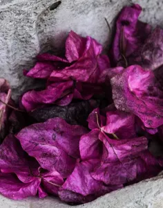 Photo des mains d'une statue portant des pétales de fleurs violettes.